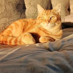 ������� �����