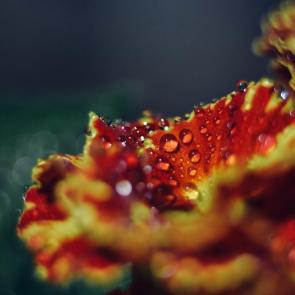 ����: �������