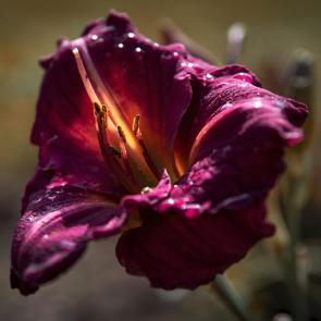 ����: ���