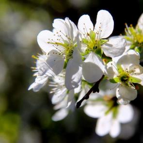 ����: �����