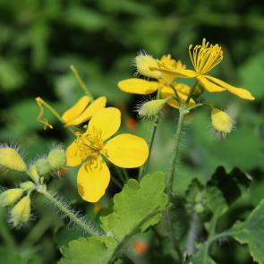 ����: �������� ������