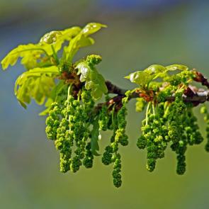 ����: ����� ���