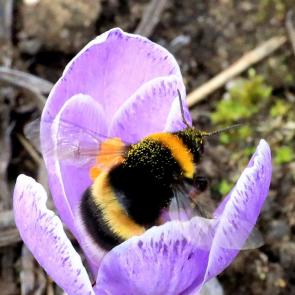 ����: �������