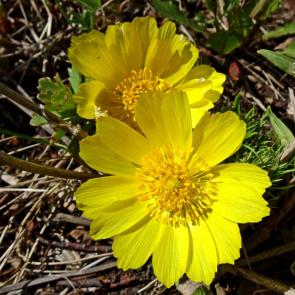 ����: ������.