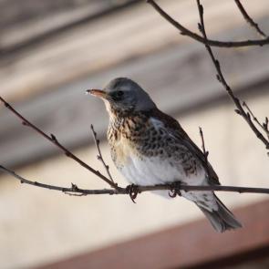 �������� �����