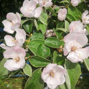 ���� ��������: ������ � ����������