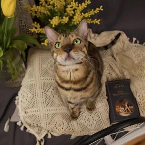 ������� �����