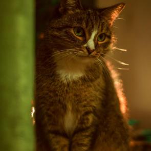 ���� ��������: 