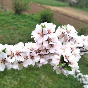 ����: �������� ��������.