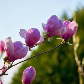 ���� ��������: 