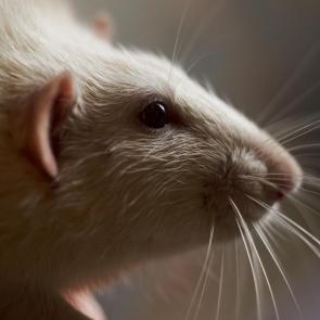 ���� ��������: 