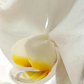 ���� ��������: 