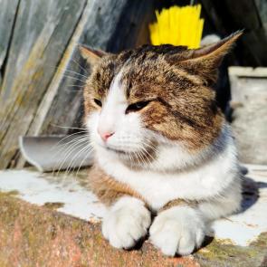 ���� ��������: �� �������� 