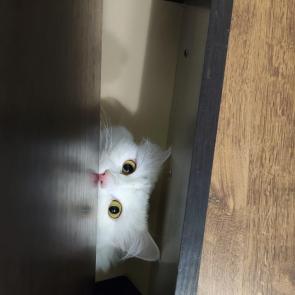 ������� �����