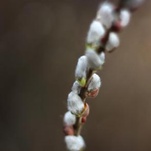 ����: �����