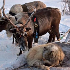 ���� ��������: ����� ���