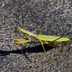 ���� ��������: 