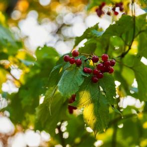 ���� ��������: ������