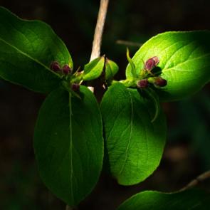 ���� ��������: 