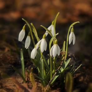 ���� ��������: ����������. 