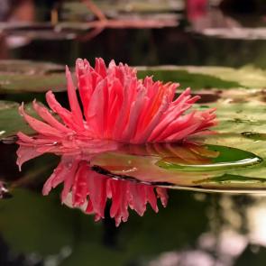 ����: ��������� � �����. 