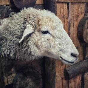 ����: ������� 