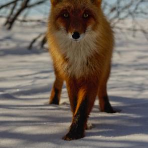 ����: ����� �������