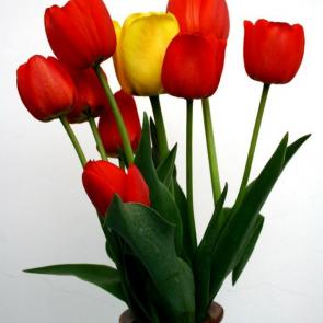 ����: ��������