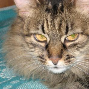 ����: �������