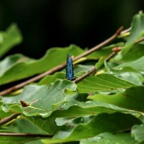 ���� ��������: ���������