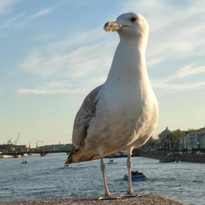 �������� �����