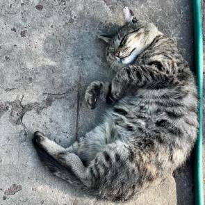 ����: ����