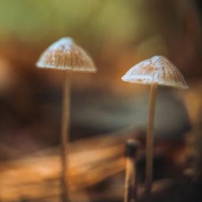 ���� ��������: ��������� �����