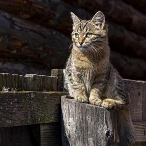 ����: ����������� ����� �� ������