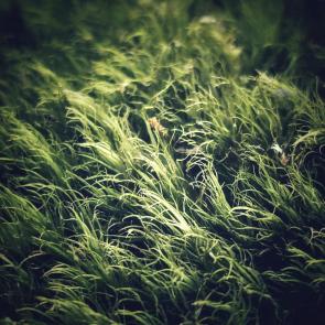 ����: ������-�������