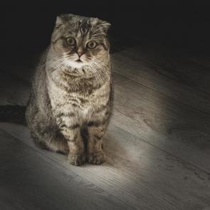 ����: ����