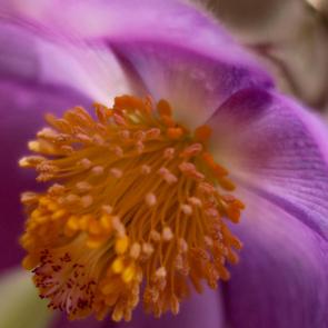 ����: ��������