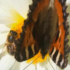 ����: �������