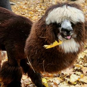 ���� ��������: 