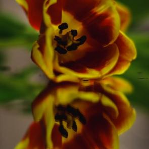 ����: �������