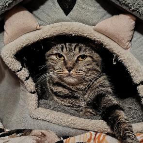 ���� ��������: 