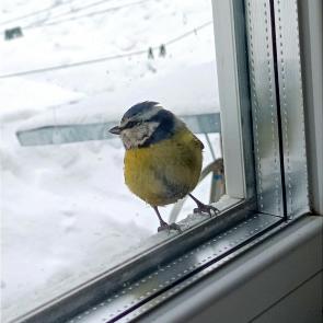 ����: ���������� ������