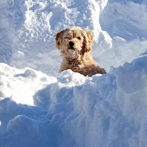 ���� ��������: 