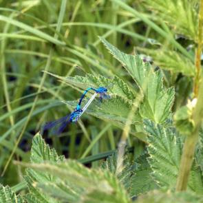 ��������� � ����� �� ����������