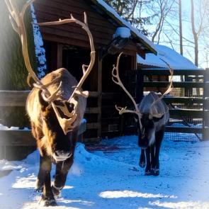 ���� ��������: �������