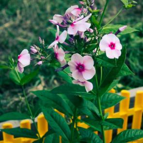 ���� ��������: ��������