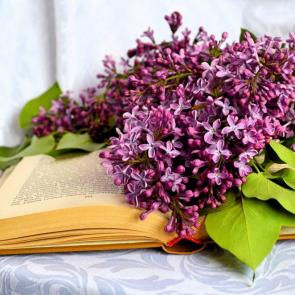 ����: ����������