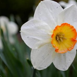 ����: ������ �������