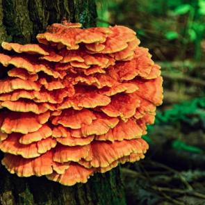 ����: �����