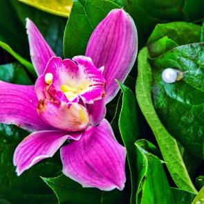 ����: �������